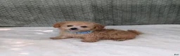 Bichpoo dogs for sale: Buckley  - Ad 5