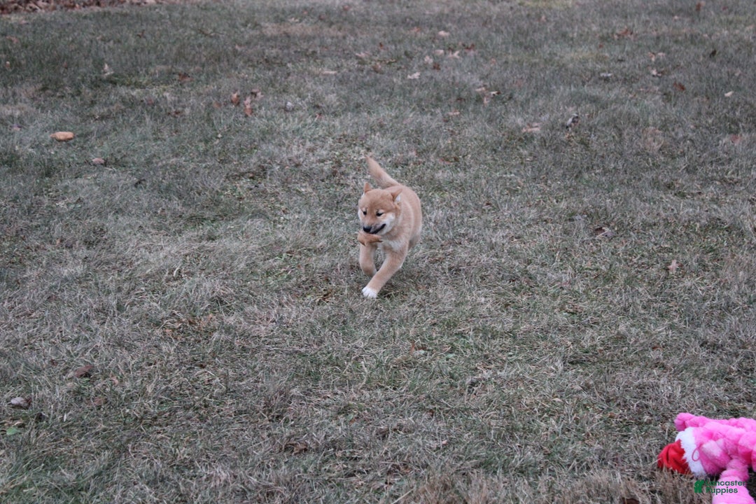 Shiba Inu dogs for sale: Ornament  - Ad 7