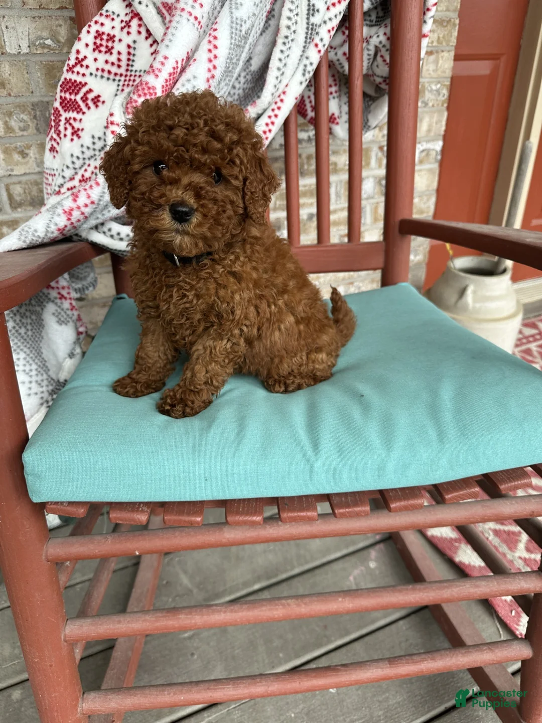 Mixed Breed dogs for sale: Jenny - Ad 2