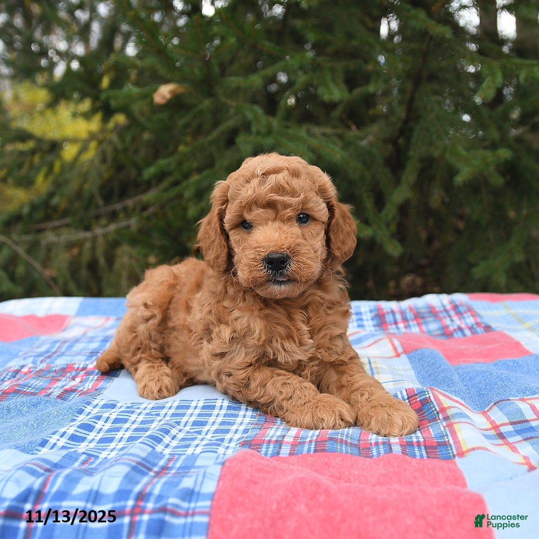 Mini Goldendoodle dogs for sale: Jersey - Ad 5