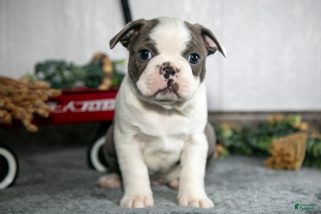 Boston Terrier dogs for sale: Leo - Ad 3