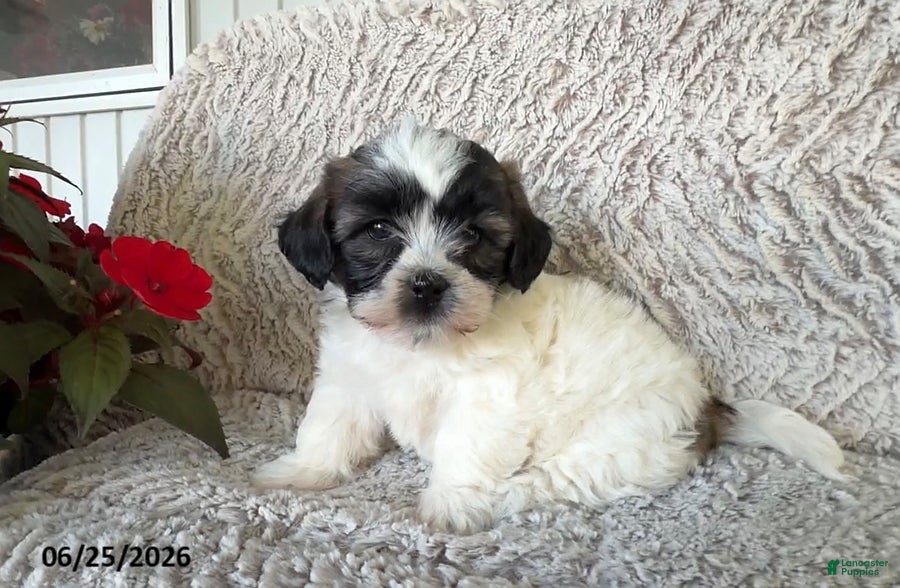 Teddy Bear dogs Lola - Ad 2