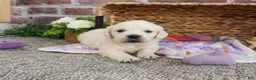 Golden Retriever dogs for sale: Tori - Ad 8