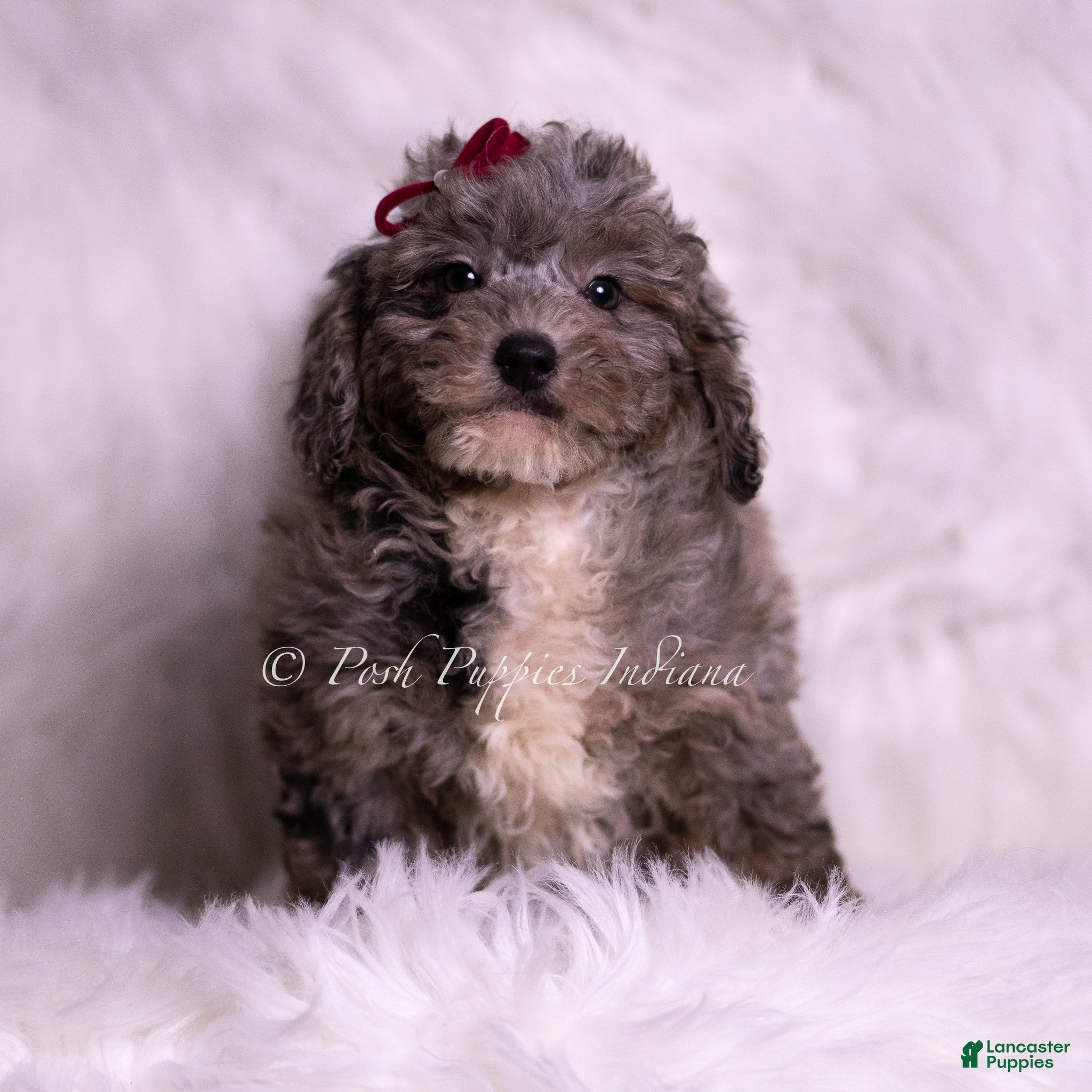 Mini Goldendoodle dogs Ventura - Ad 21