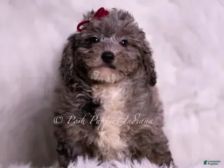 Mini Goldendoodle dogs Ventura - Ad 21
