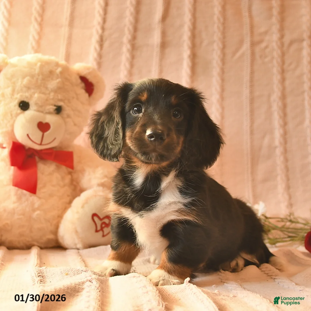 Miniature Dachshund dogs for sale: Jarvis  - Ad 1