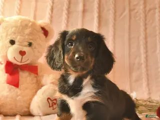 Miniature Dachshund dogs Jarvis - Ad 25