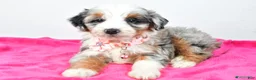 Mini Aussiedoodle dogs for sale: River - Ad 5