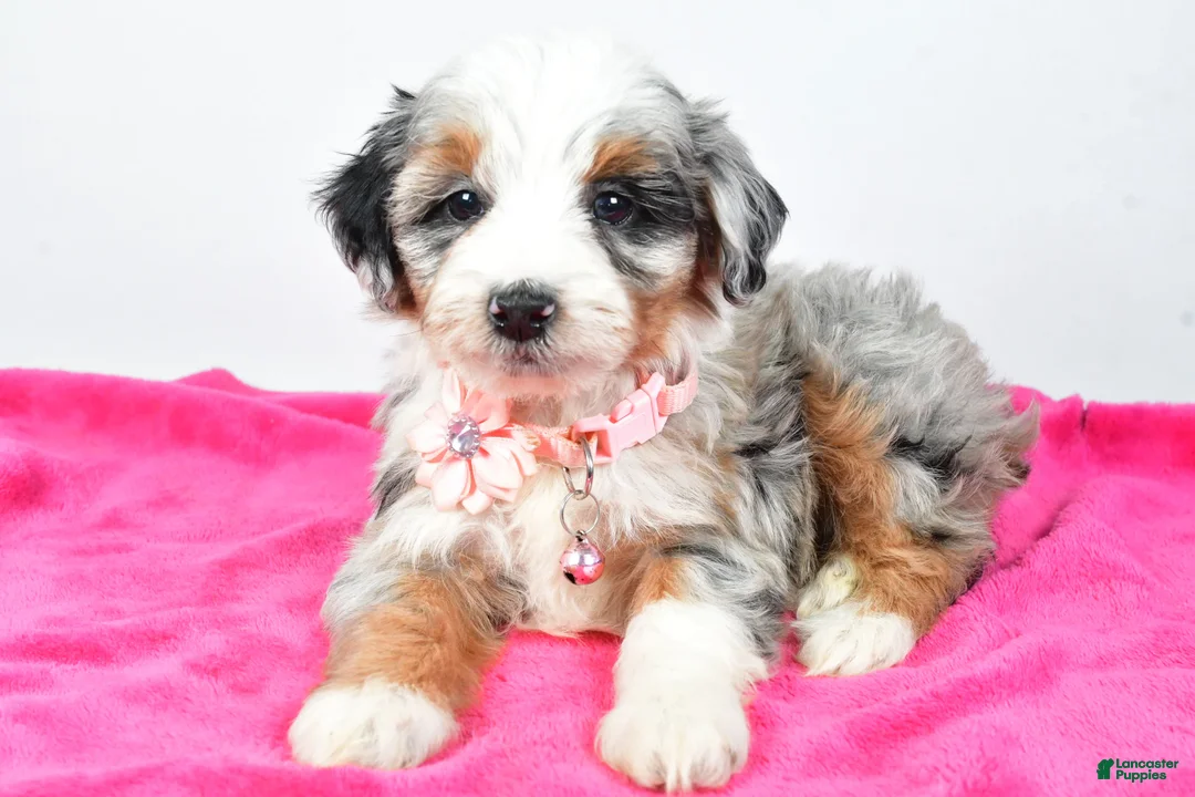 Mini Aussiedoodle dogs for sale: River - Ad 5