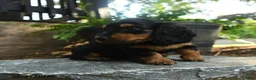 Miniature Dachshund dogs for sale: Clyde - Ad 3