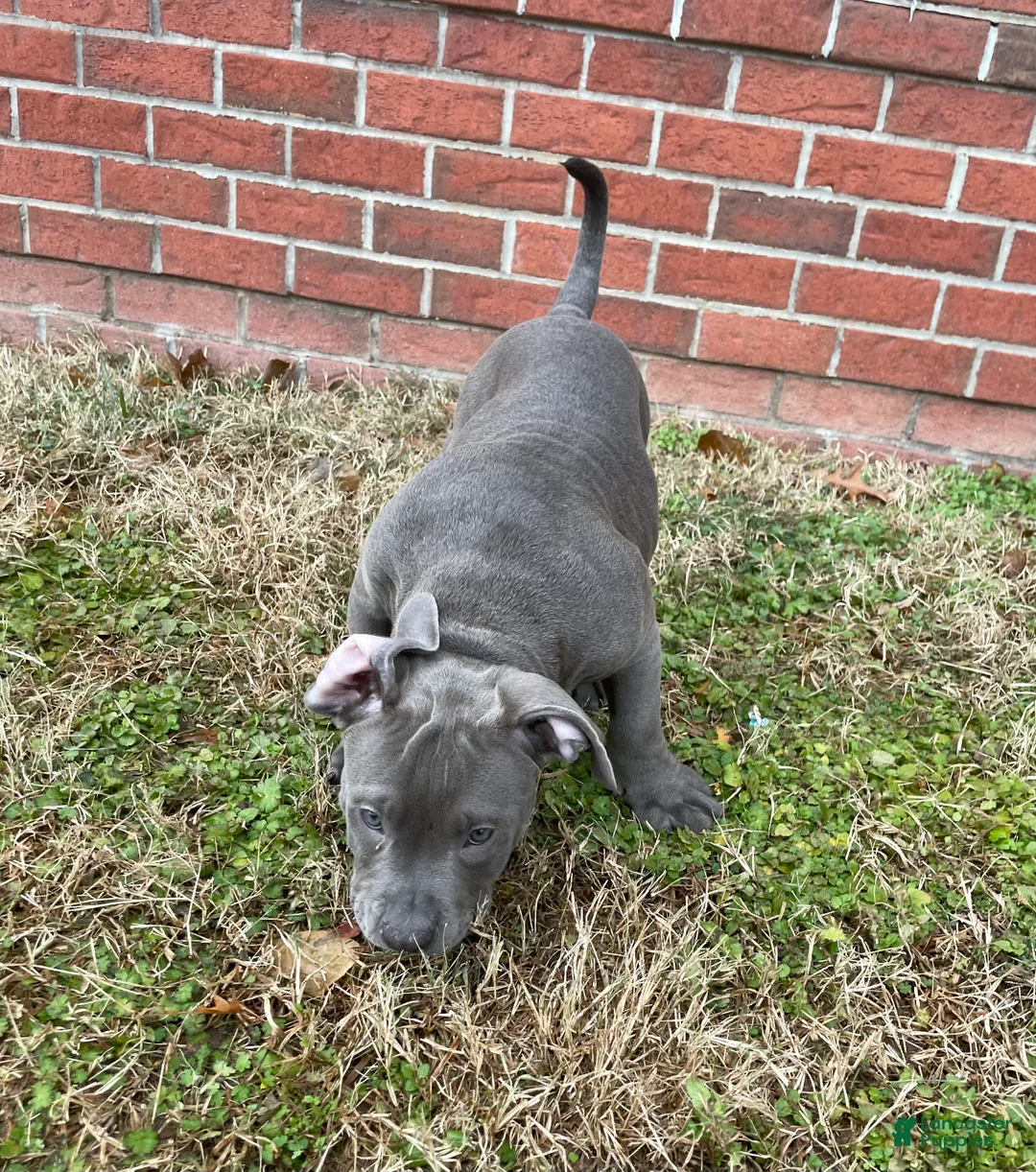 American Bully dogs for sale: Rocko - Ad 9