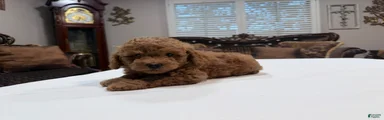 Mini Goldendoodle 1