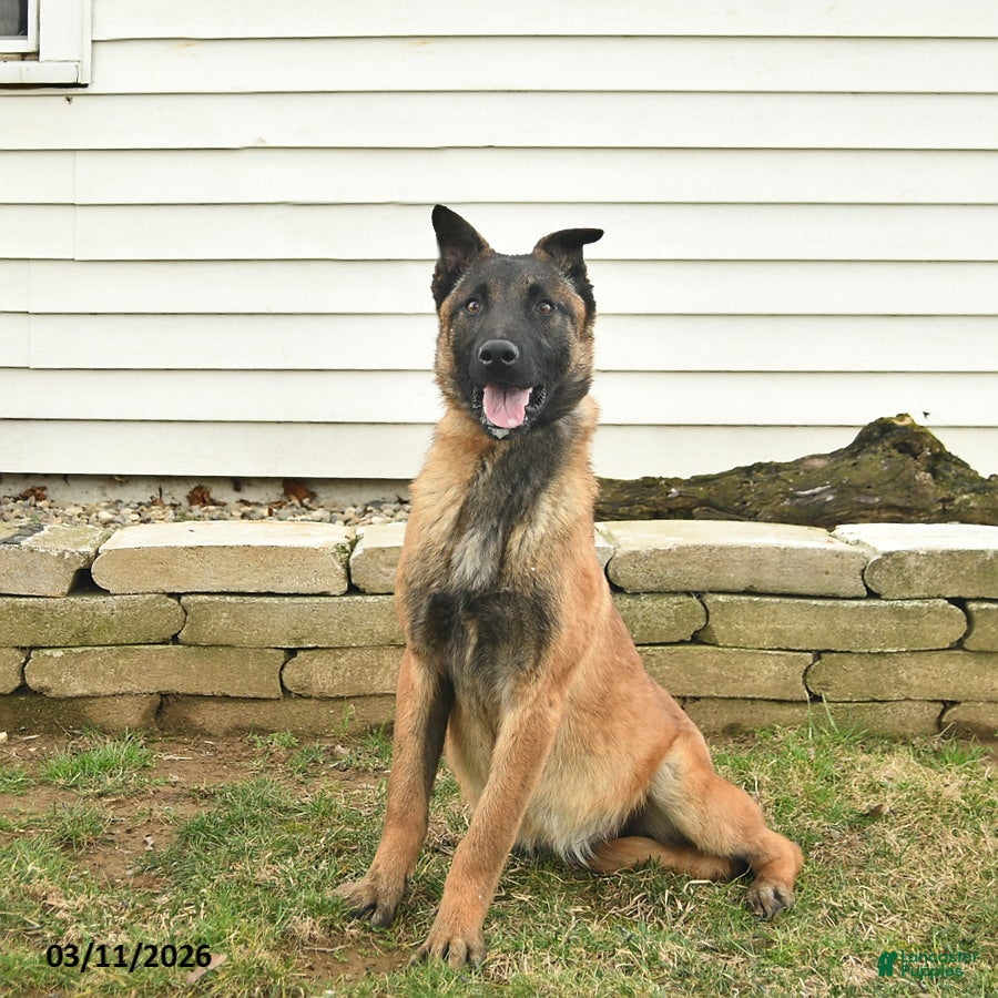 Belgian Malinois dogs Pearl  - Ad 1