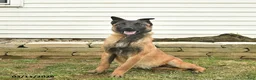 Belgian Malinois dogs for sale: Pearl  - Ad 1