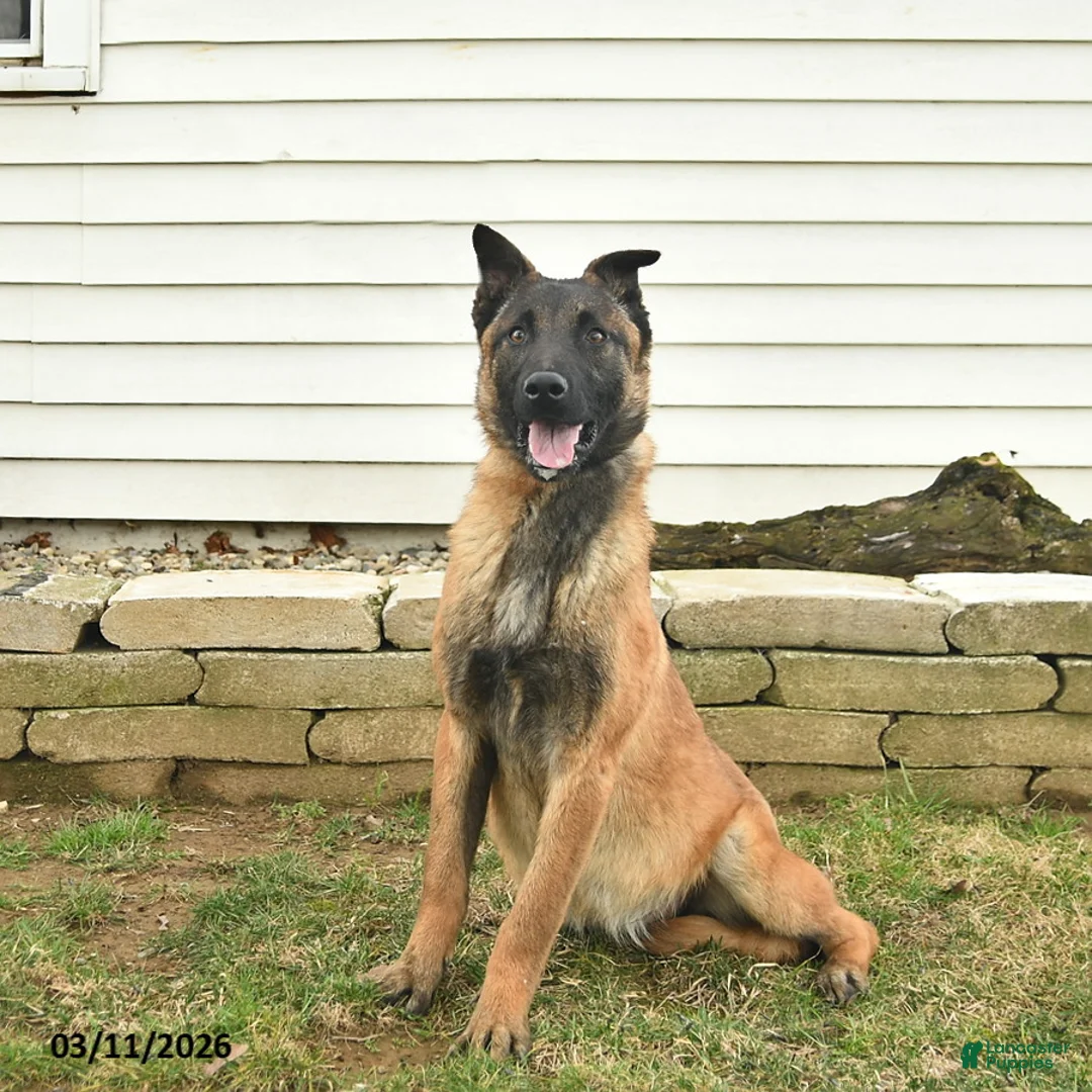 Belgian Malinois dogs for sale: Pearl  - Ad 1