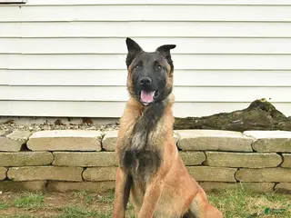 Belgian Malinois dogs for sale: Pearl - Ad 3