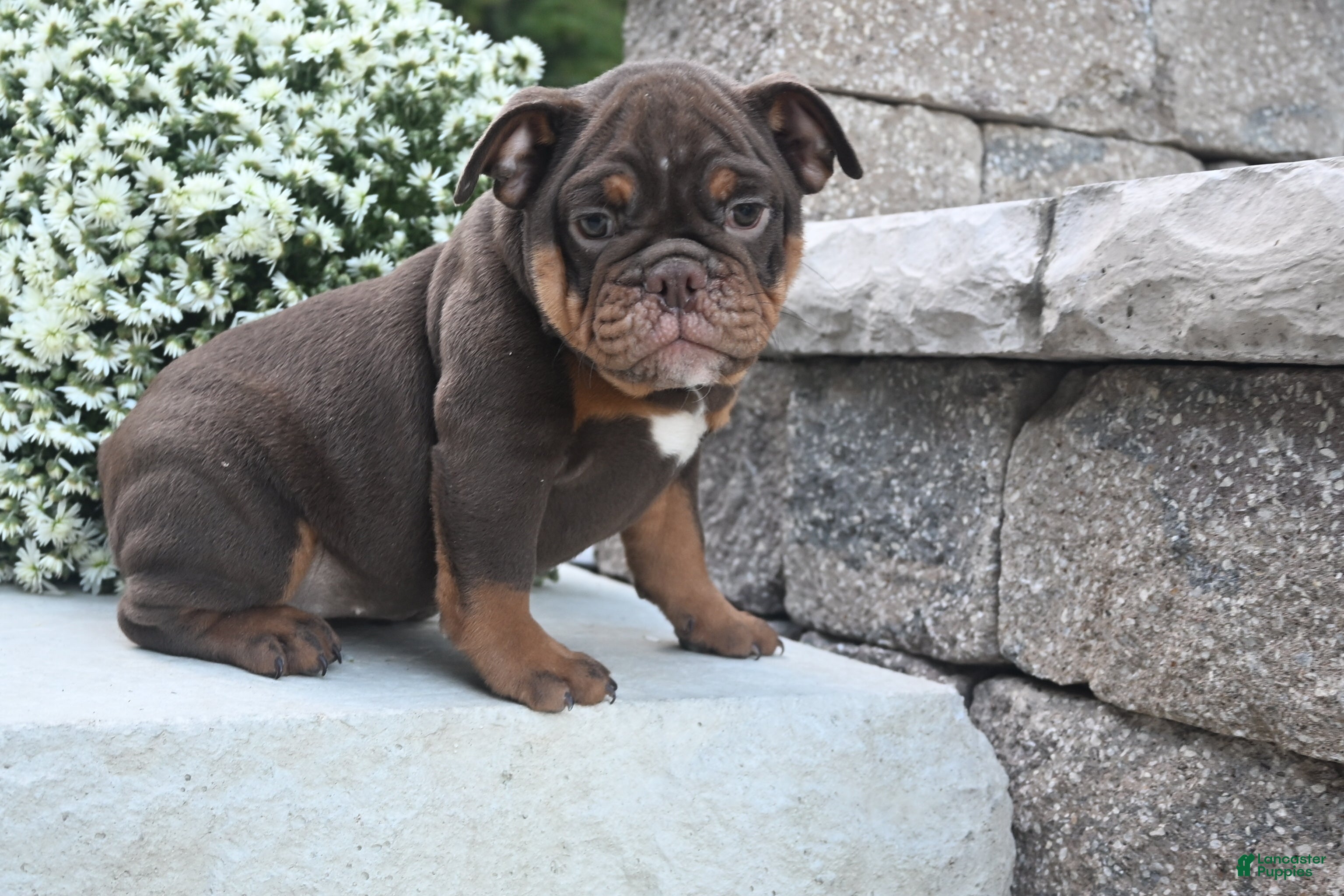 English Bulldog dogs Chloe - Ad 1