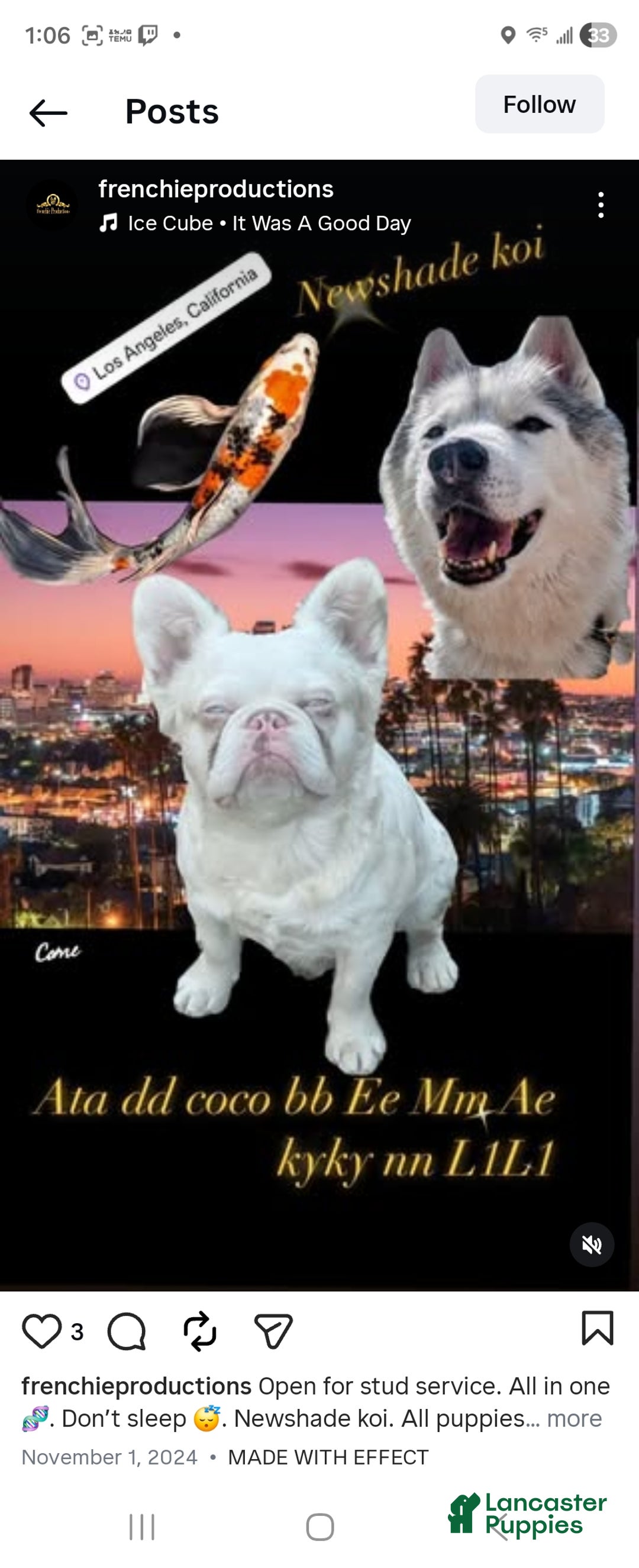 French Bulldog dogs for sale: French Bulldog Puppy 4 - Ad 2