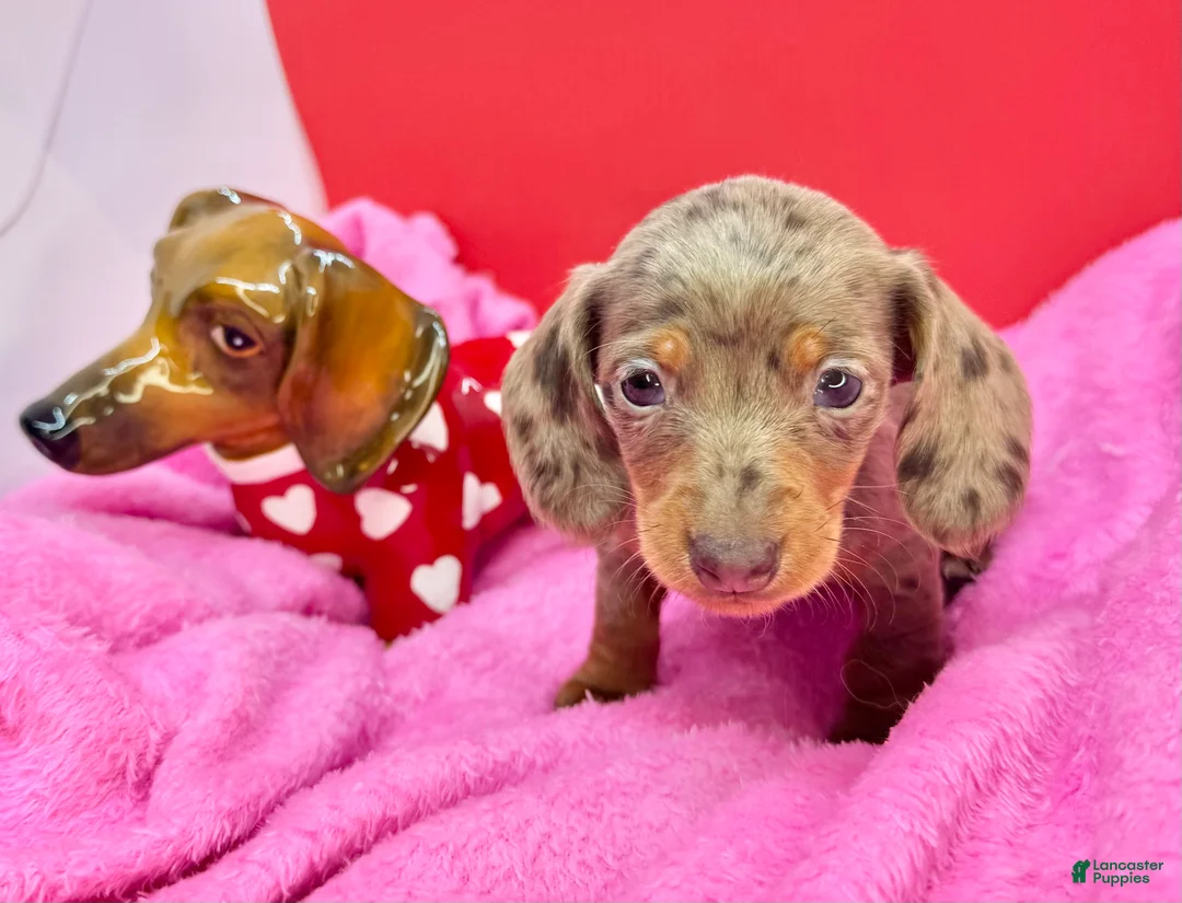 Miniature Dachshund dogs for sale: Chocolate dapple Smooth Akc  - Ad 1