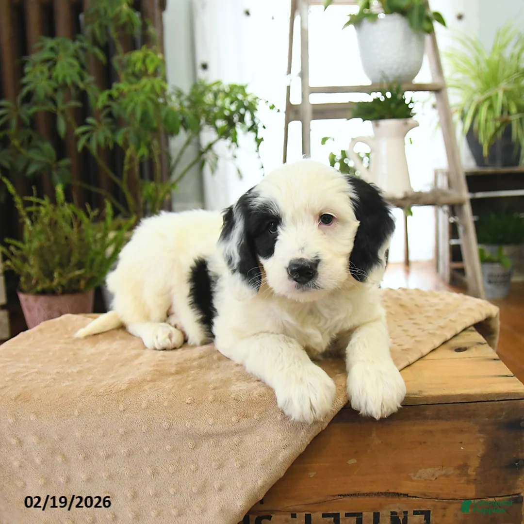 Bernedoodle dogs for sale: Lucy - Ad 4