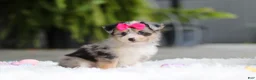 Mixed Breed dogs for sale: Ellie - Ad 6
