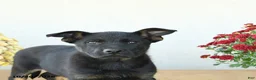 Mixed Breed dogs for sale: Gracie - Ad 4