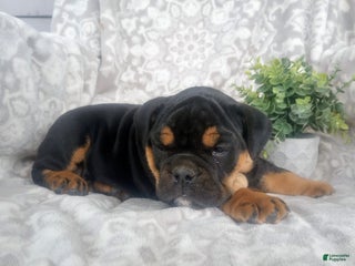 Olde English Bulldogge dogs - Ad 10