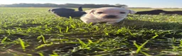 Labrador Retriever dogs for sale: Labrador Retriever 7 - Ad 3