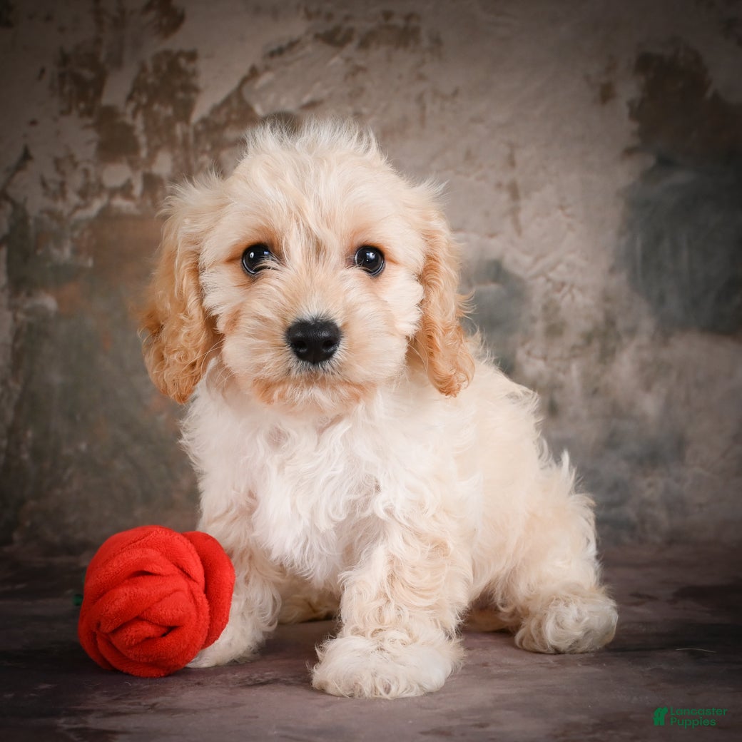 Cavachon dogs for sale: Jerrry - Ad 7