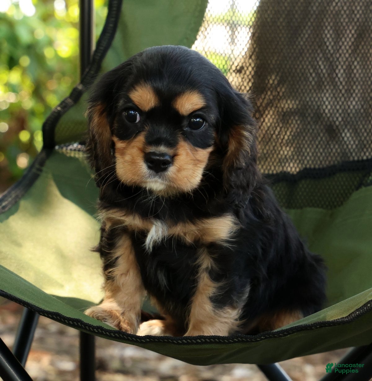 Cavalier King Charles Spaniel dogs for sale: Carson - Ad 3