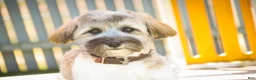 Havanese dogs for sale: Biscotti - Ad 7