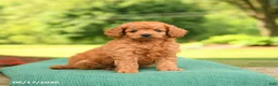 Mini Goldendoodle dogs for sale: Axel - Ad 1