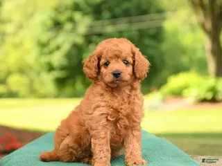 Mini Goldendoodle dogs for sale: Axel - Ad 3