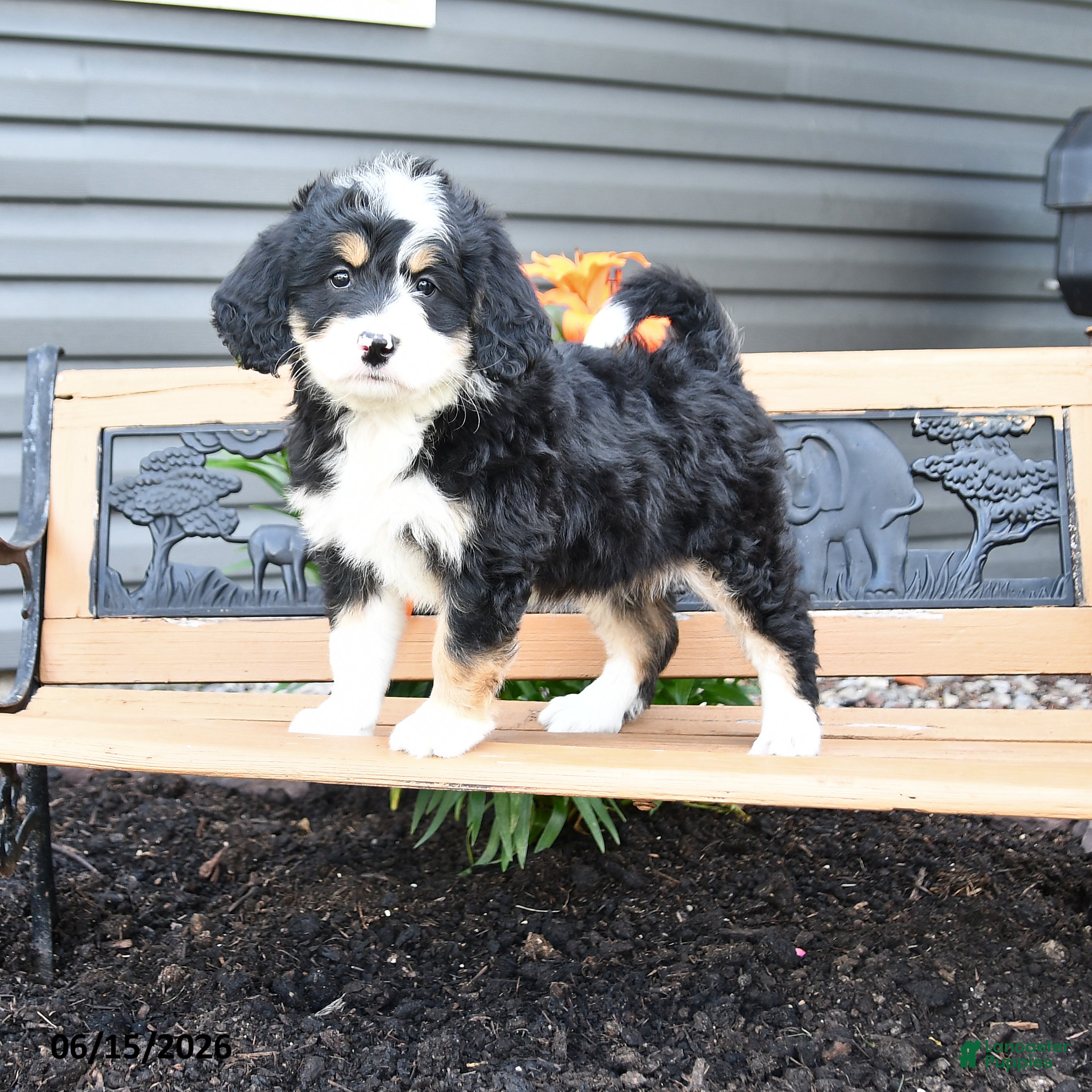 Bernedoodle dogs Nina - Ad 1