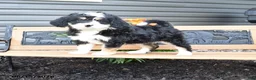 Bernedoodle dogs for sale: Nina - Ad 1