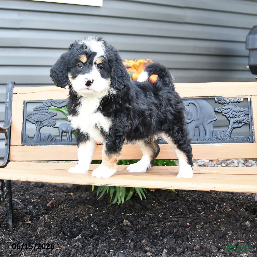 Bernedoodle dogs for sale: Nina - Ad 1