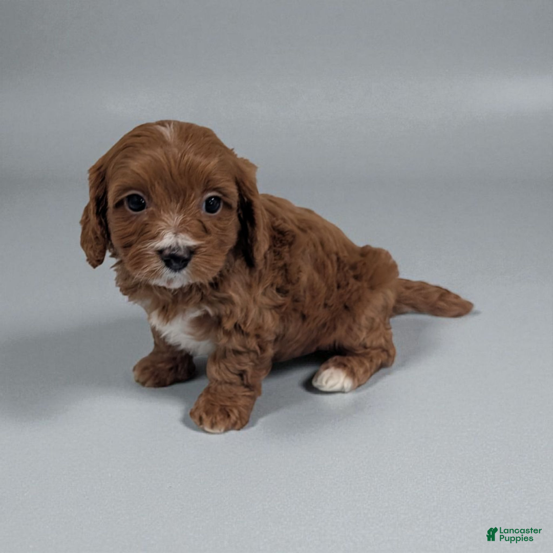 Cavapoo dogs for sale: Pebbles - Ad 1