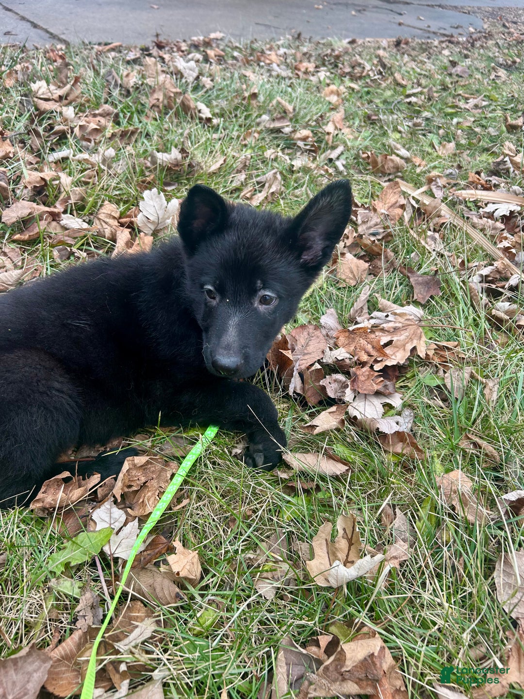 German Shepherd dogs for sale: German Shepherd Lime Green - Ad 1