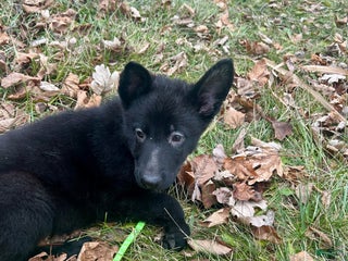 German Shepherd dogs German Shepherd Lime Green - Ad 9