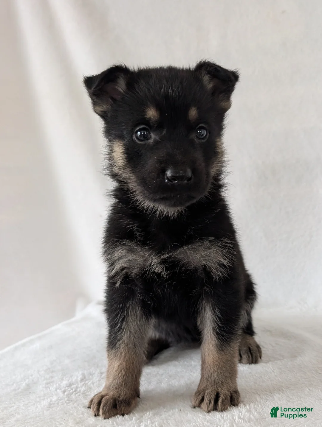 German Shepherd dogs for sale: Sara - Ad 7