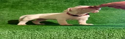 Dogo Argentino dogs for sale: Pink female - Ad 2