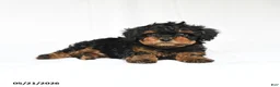 Toy Poodle dogs for sale: Kate - Ad 1