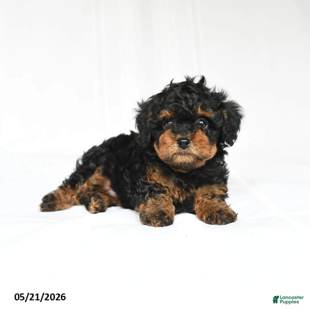 Toy Poodle dogs for sale: Kate - Ad 1