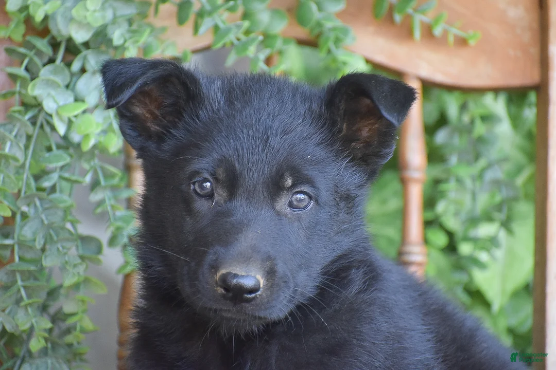 German Shepherd dogs for sale: Morgan - Ad 2