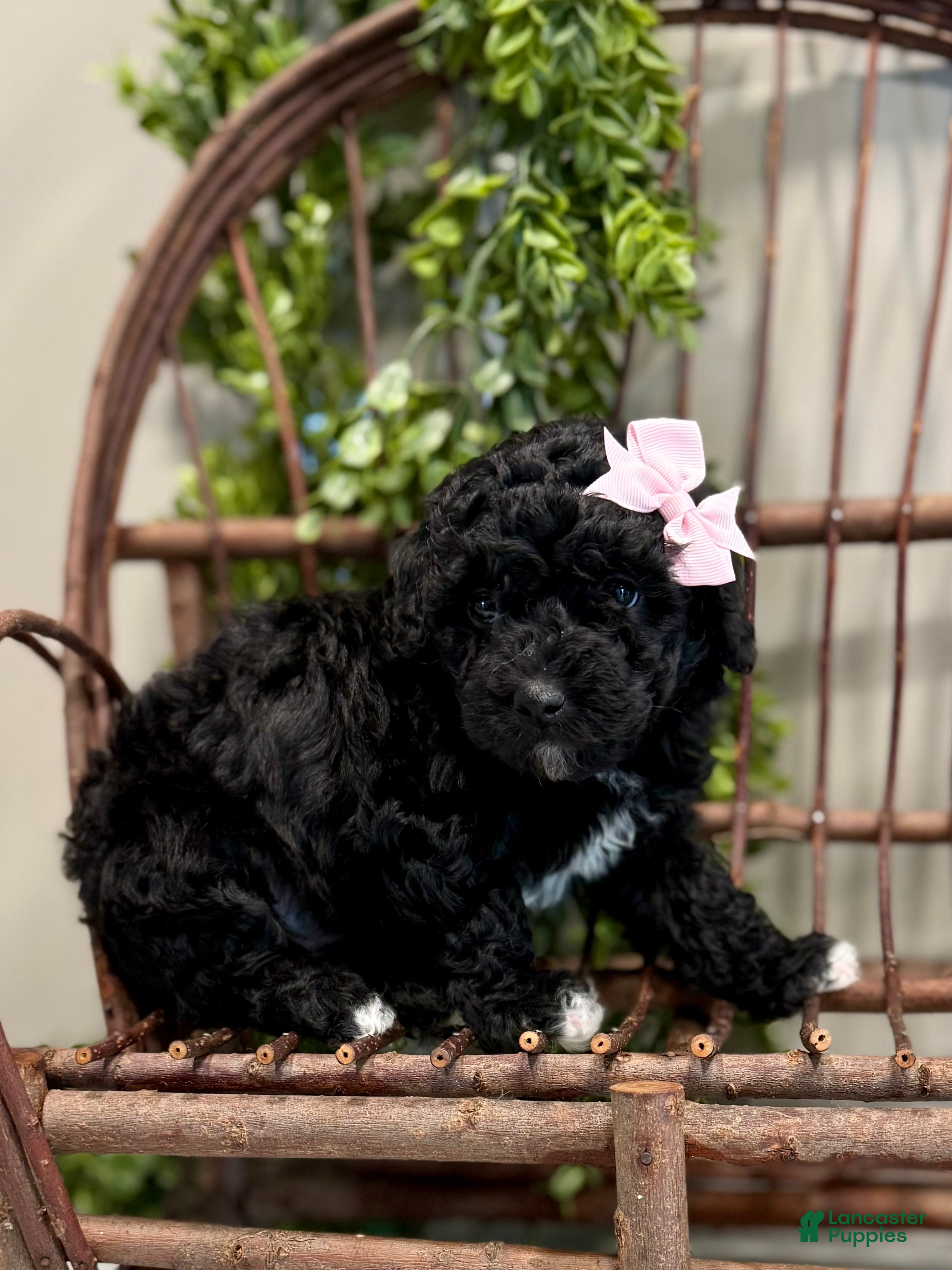 Mini Goldendoodle dogs Oakley - Ad 2
