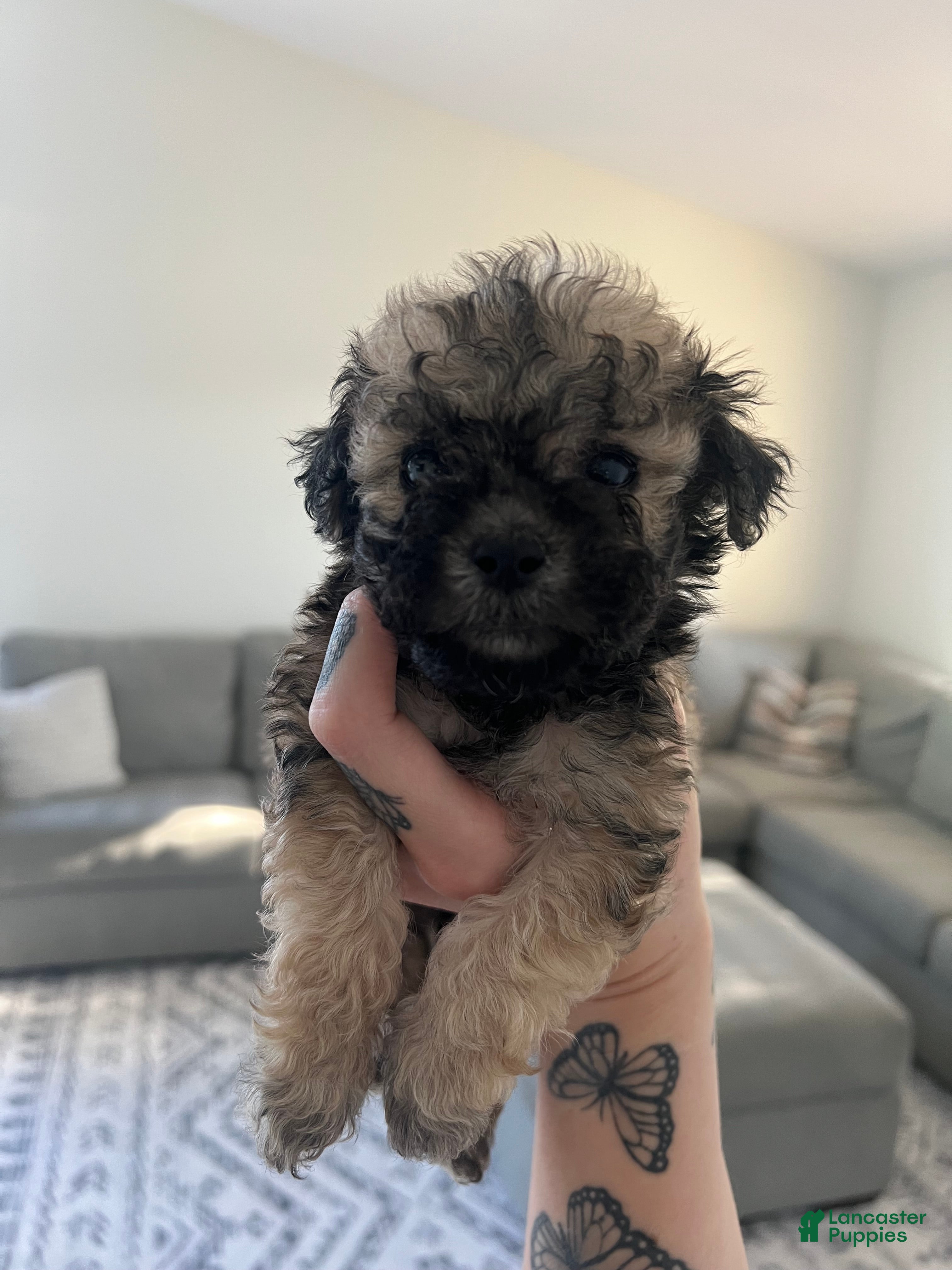 Toy Poodle dogs Toy Poodle Puppy 1 - Ad 8