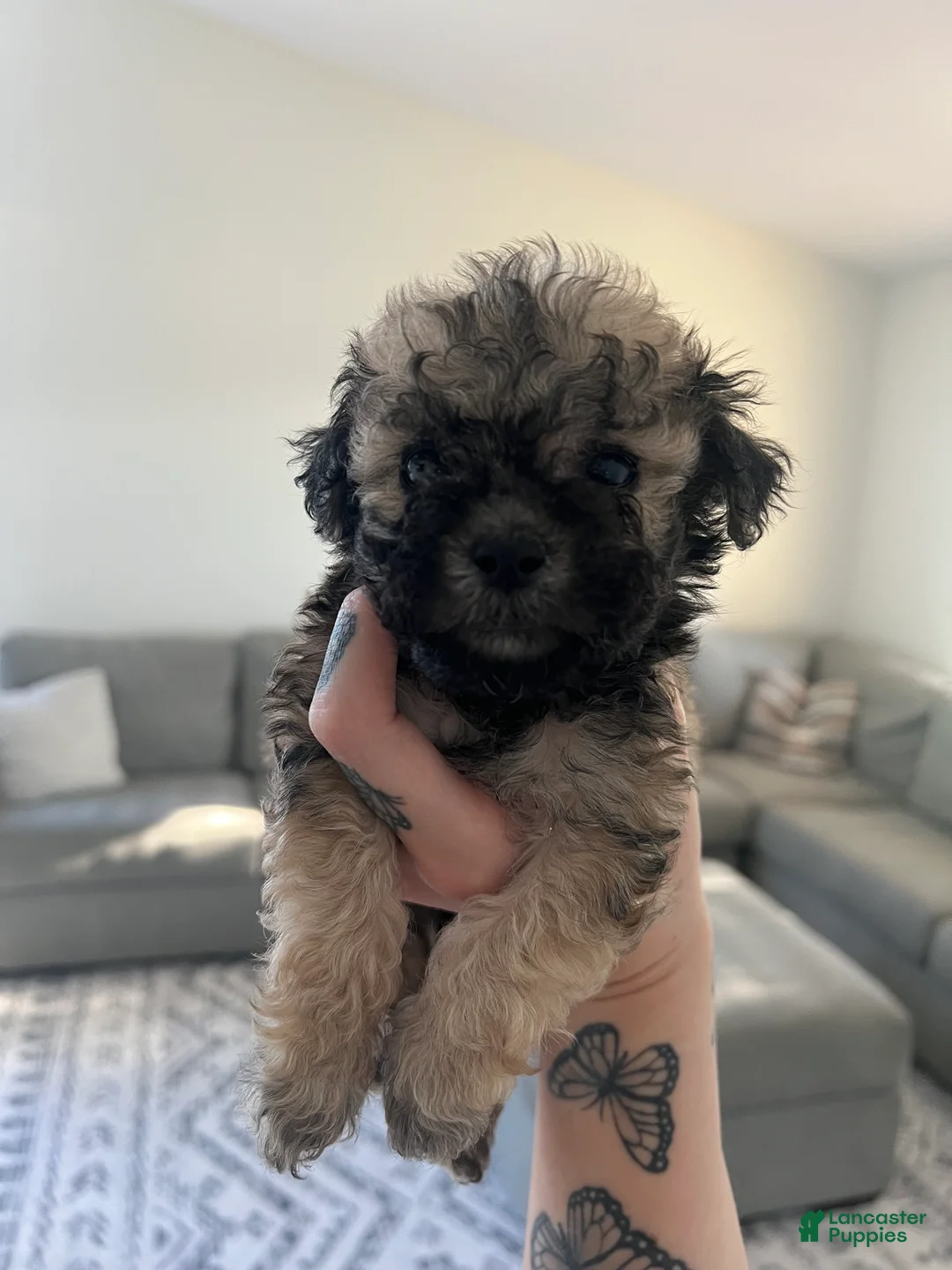 Toy Poodle dogs for sale: Toy Poodle Puppy 1 - Ad 1