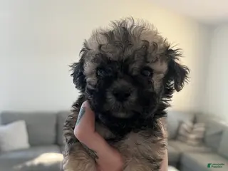 Toy Poodle dogs Toy Poodle Puppy 1 - Ad 8