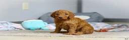 Goldendoodle dogs for sale: Milo F1b - Ad 5