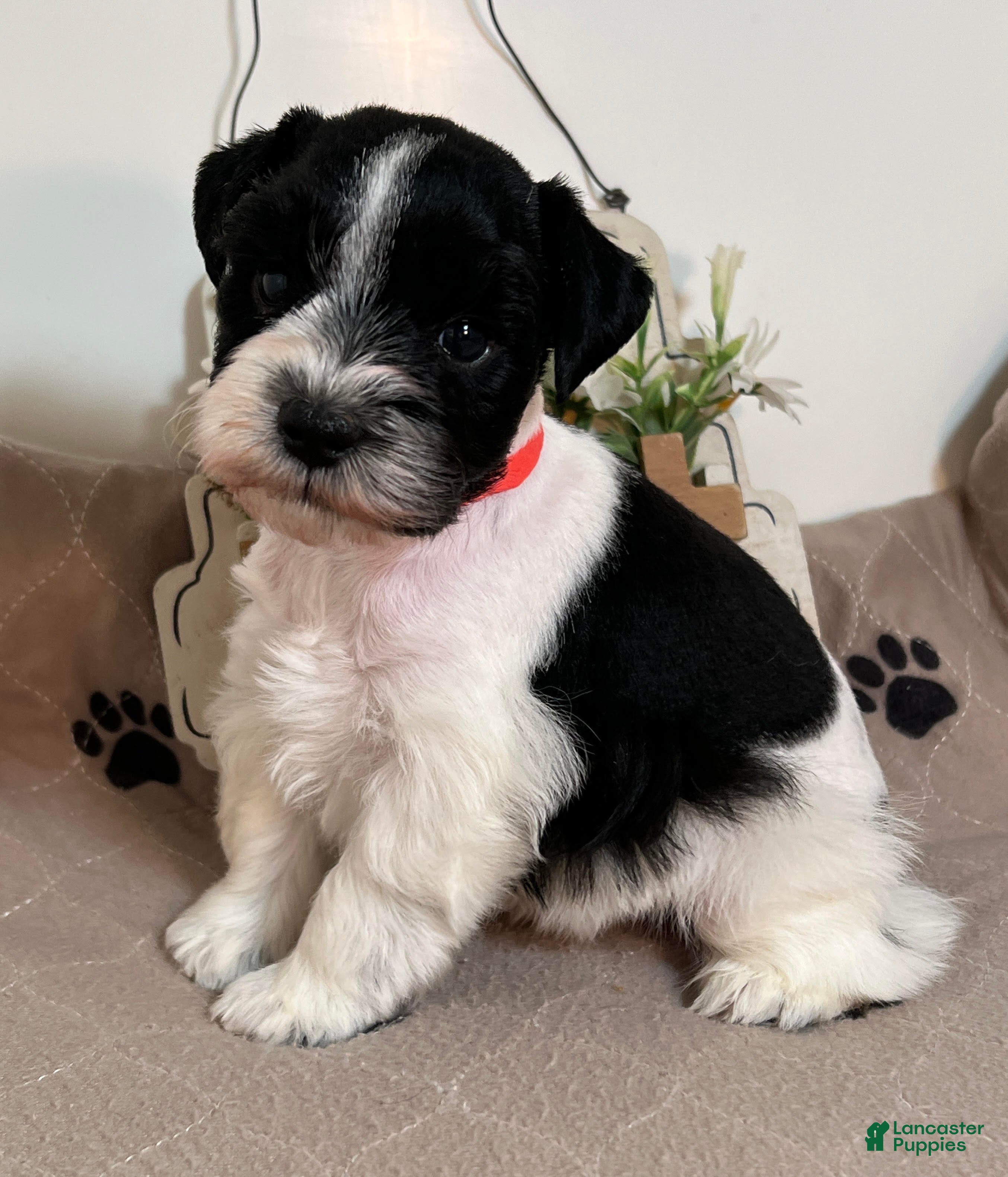 Miniature Schnauzer dogs Red ID Boy - Ad 1